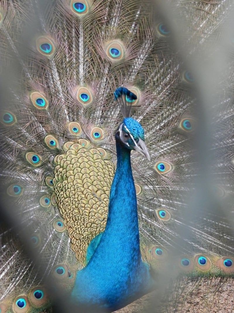 光則寺のクジャク