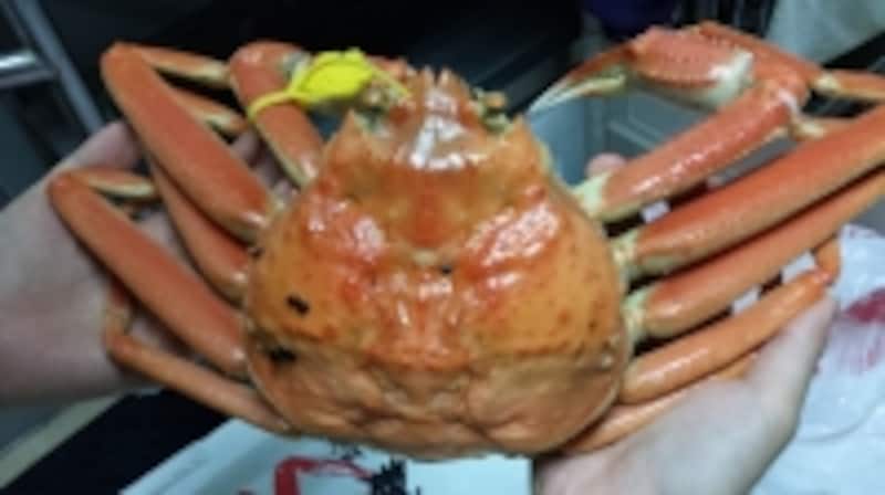 越前がにが、3割引き!