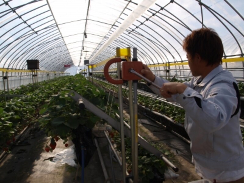 高設ベンチ栽培