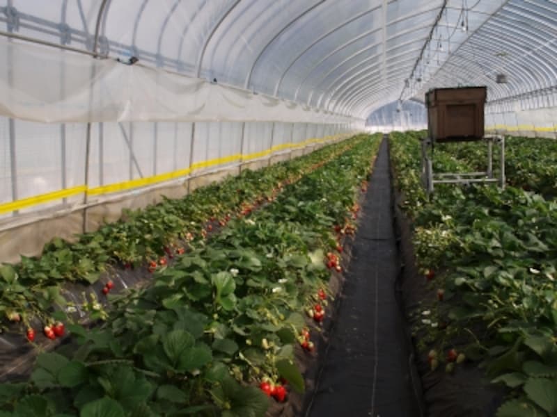 土壌栽培ハウス