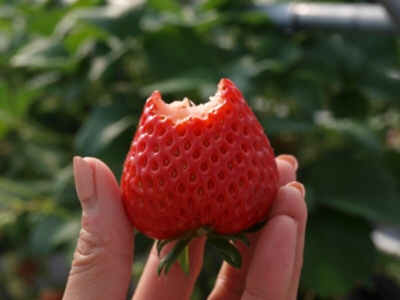 摘みたていちごのおいしさは格別です