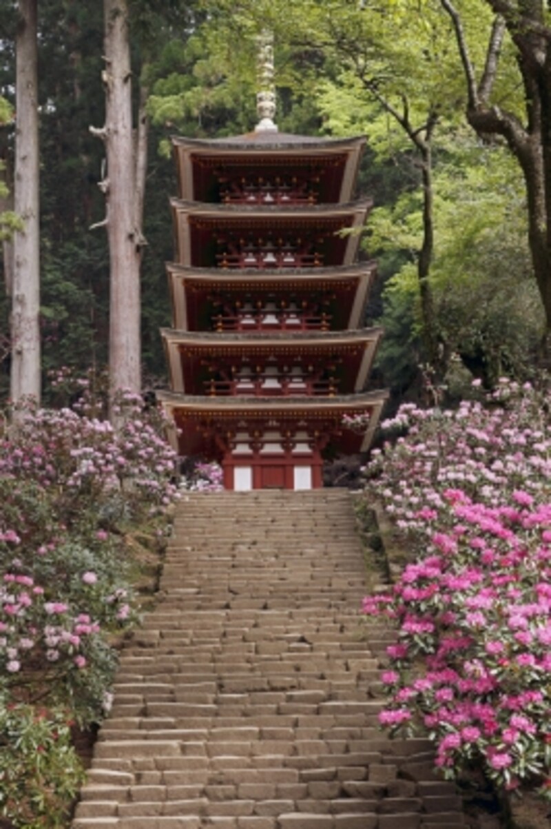 4月から5月にかけて、室生寺はシャクナゲの花で一杯になる