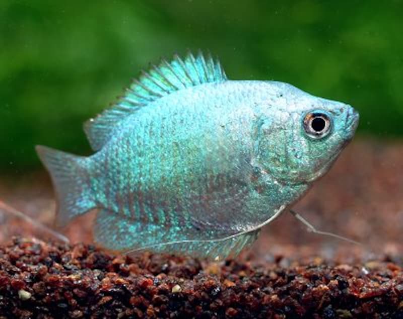 コバルト・ドワーフグラミー（雌）