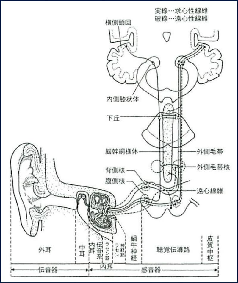 音の伝わり方