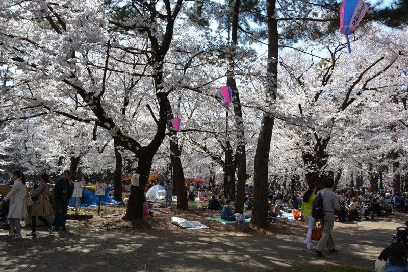 大勢の人々が季節の彩りを楽しむ大宮公園の自由広場