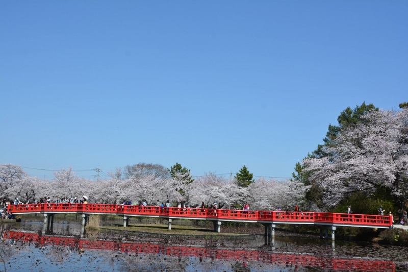 薄紅色のグラデーションが覆う岩槻城址公園の八つ橋