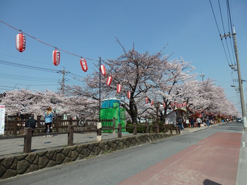 草加市の葛西用水沿いに並ぶ桜並木