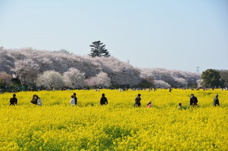 菜の花の黄色と桜の薄紅色の色彩のコントラストが見事な権現堂桜堤