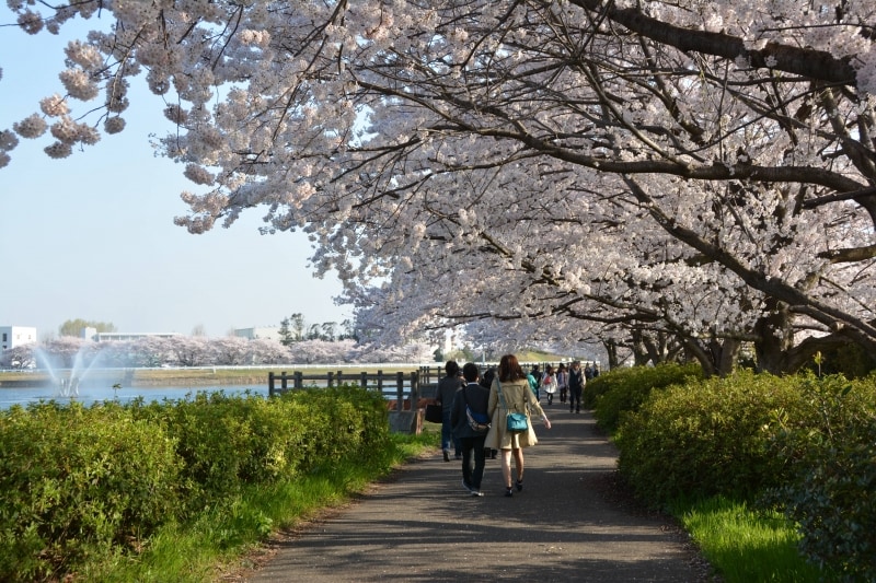 行幸湖岸の桜のトンネル