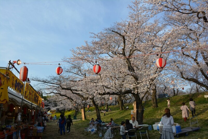 水害対策用の城ケ谷堤を春の訪れを告げる桜