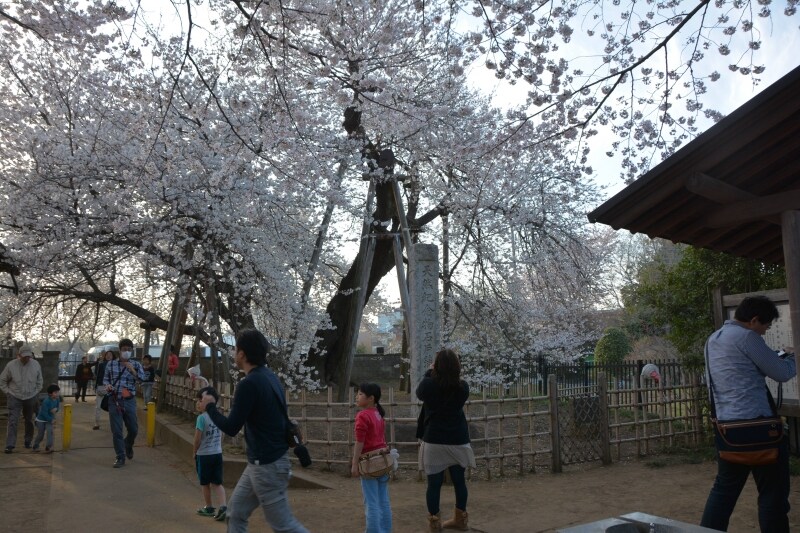 東光寺の境内で花を咲かせ続ける樹齢約800年の石戸蒲ザクラ