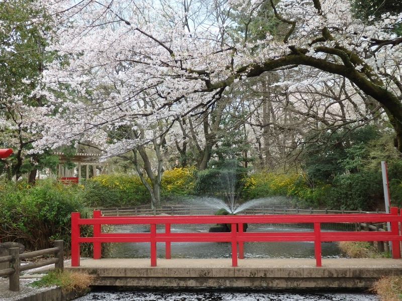 桜で包まれる与野公園の弁天池