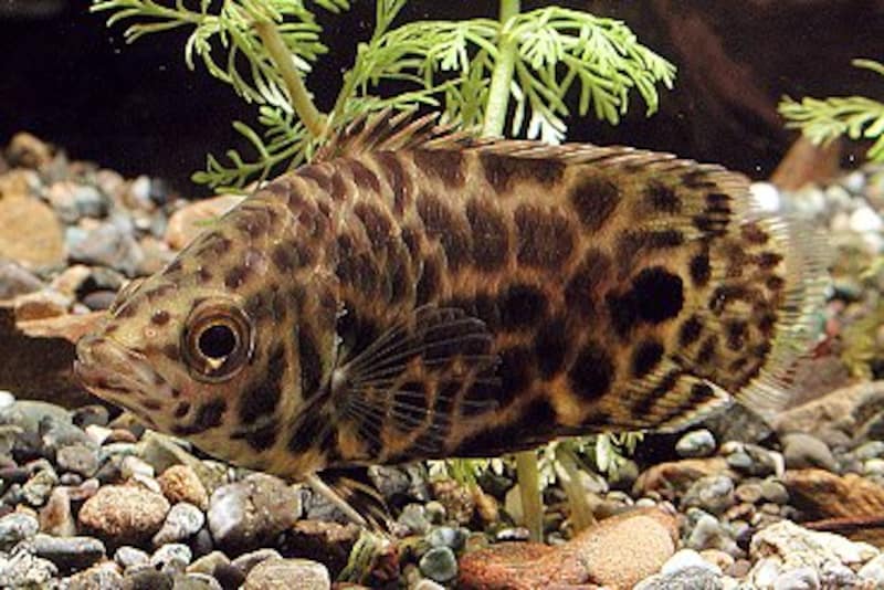 レオパードクテノポマ Ctenopoma acutirostre