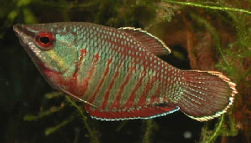 スファエリクティス・バイランティ（雌） Sphaerichthys vaillanti