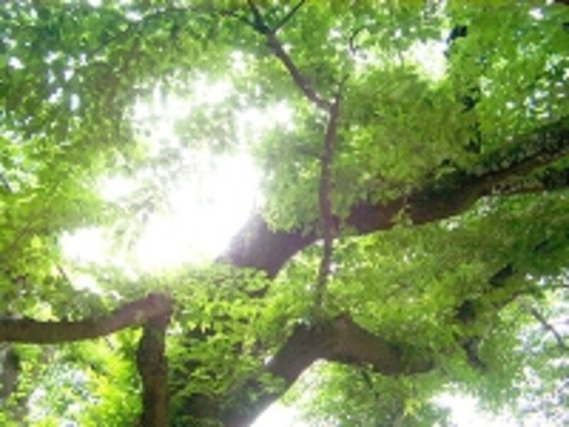 植物の驚くべき生命力
