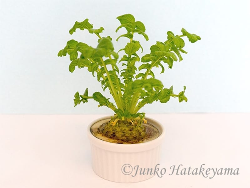 ヘタ栽培の大根の葉