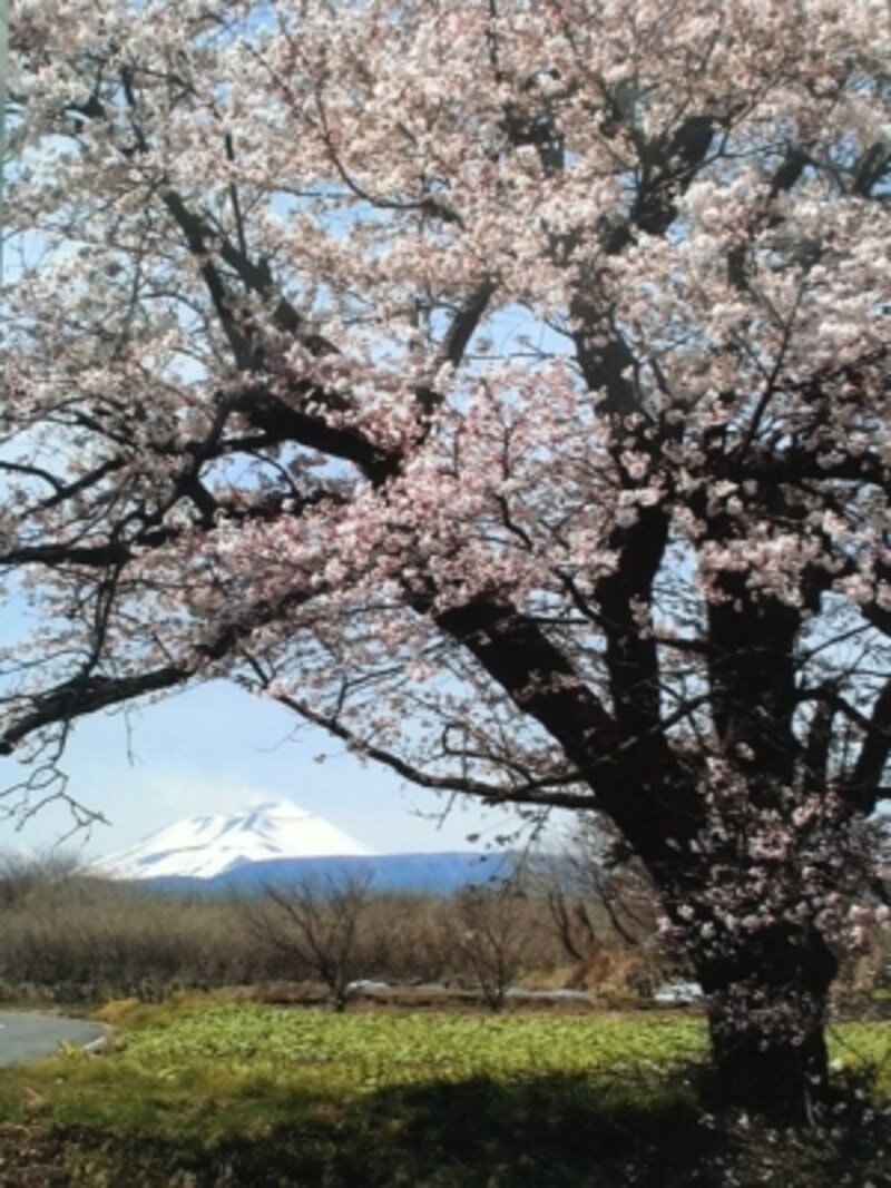原の桜