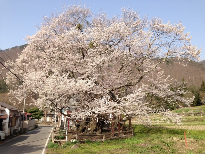 山妻有の桜