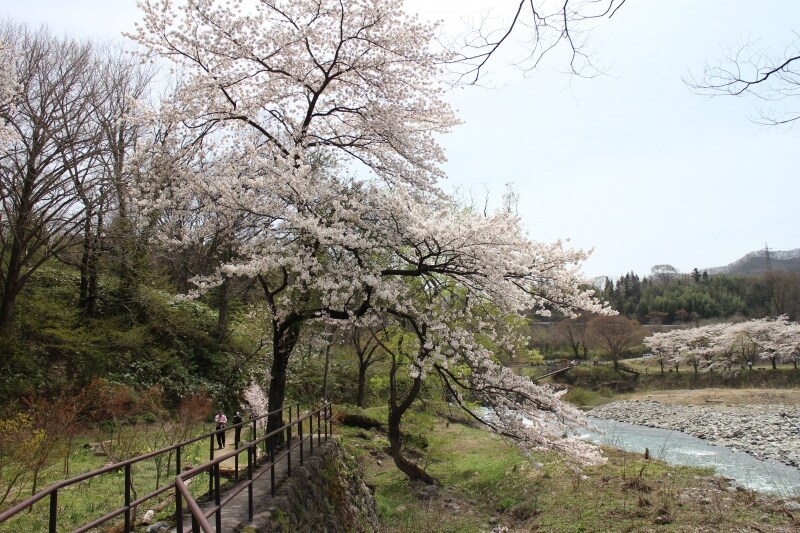 諏訪峡の桜並木