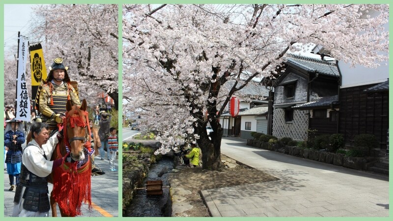 写真左： イベントでの武者行列、写真右： 雄川堰周辺の桜