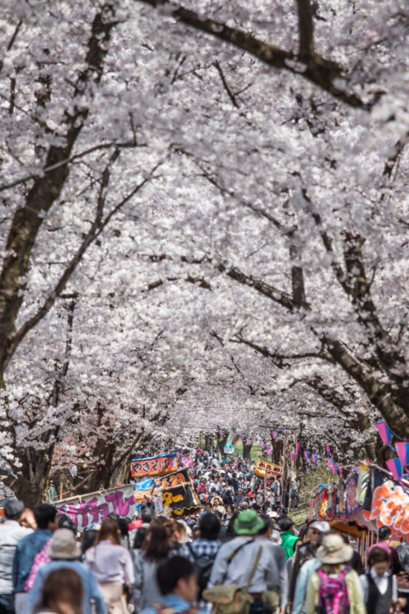 赤城の桜並木道