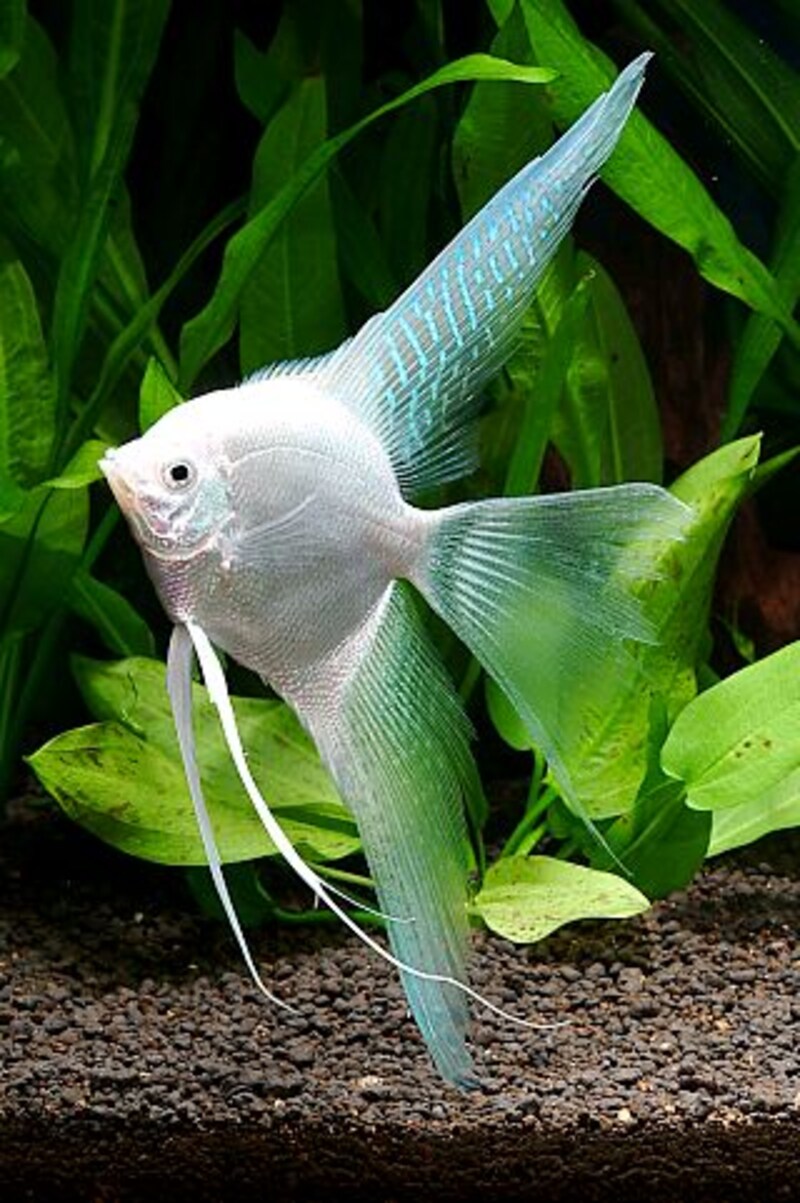 かっこいい名前 まるで中二病のような熱帯魚の名前選 All About オールアバウト