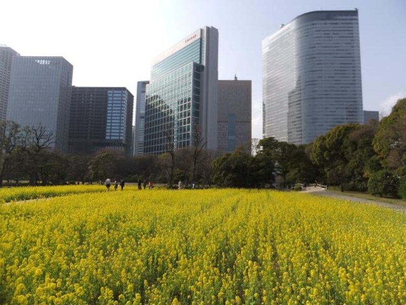 浜離宮恩賜庭園の菜の花畑(2)