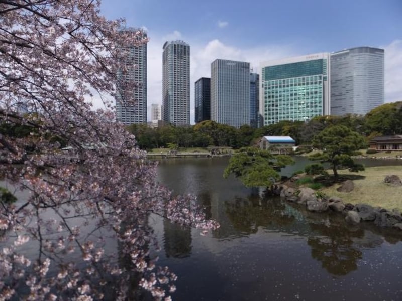 浜離宮恩賜庭園の桜(1)