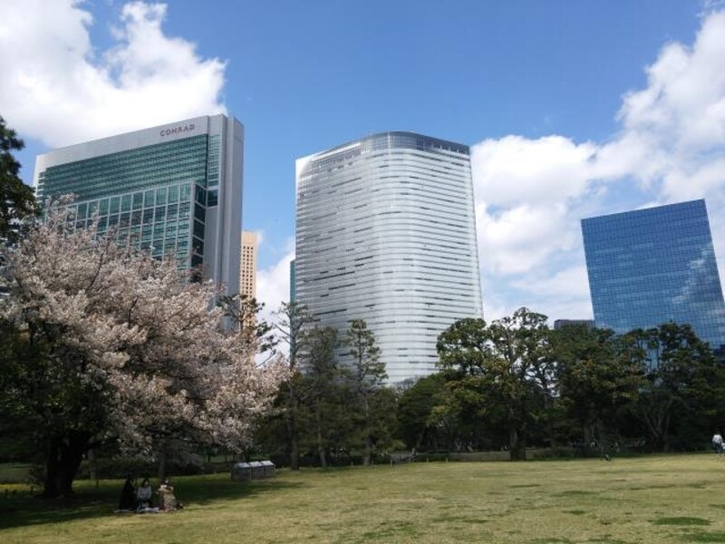 浜離宮恩賜庭園の桜(2)
