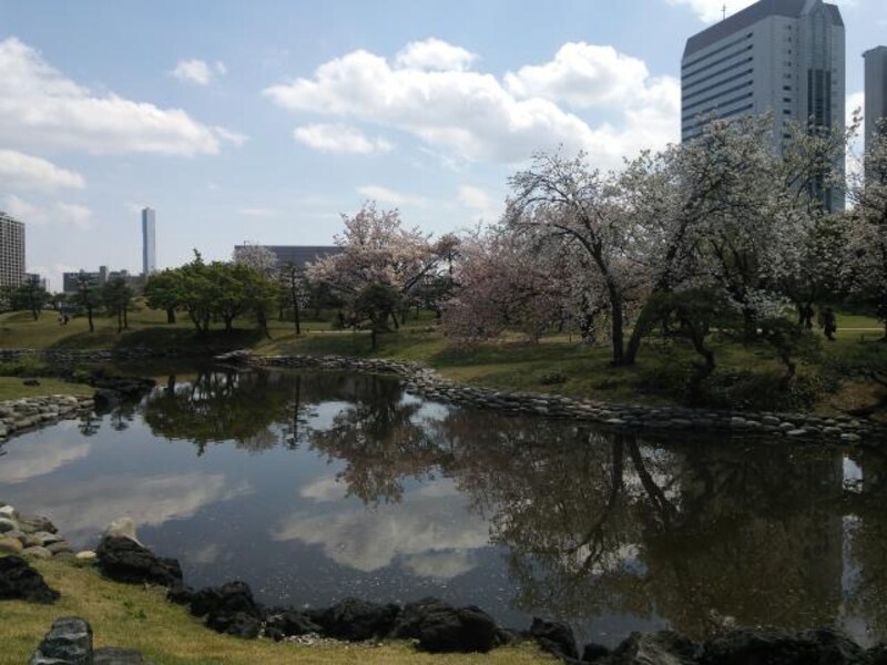 浜離宮恩賜庭園の桜(3)