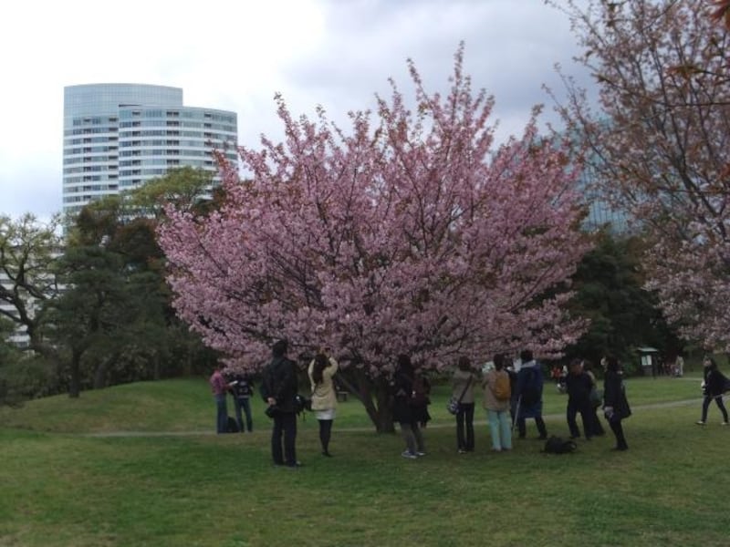 浜離宮恩賜庭園の桜(4)