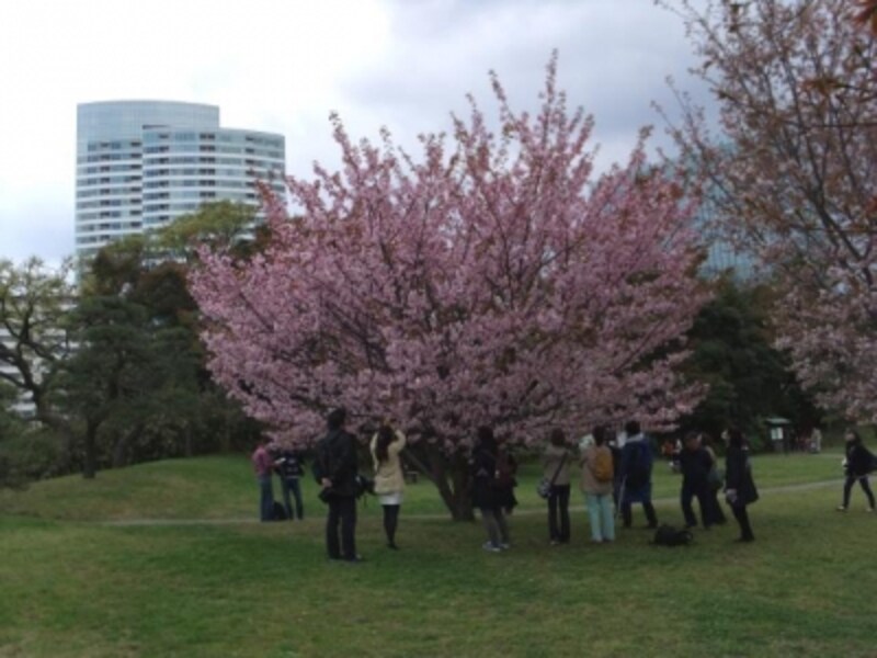 菜の花 桜が楽しめる都心のオアシス 浜離宮恩賜庭園 名所 旧跡 All About