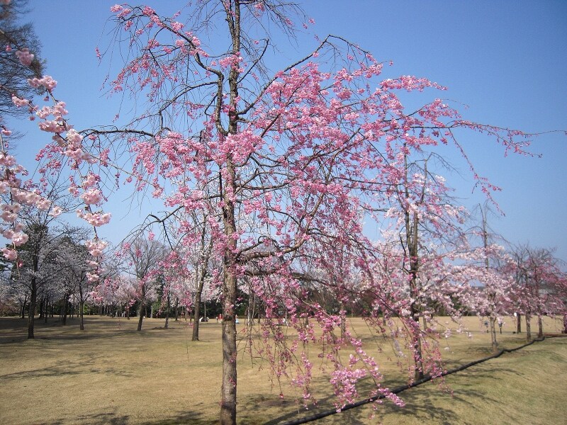 新丸広場@金沢城公園