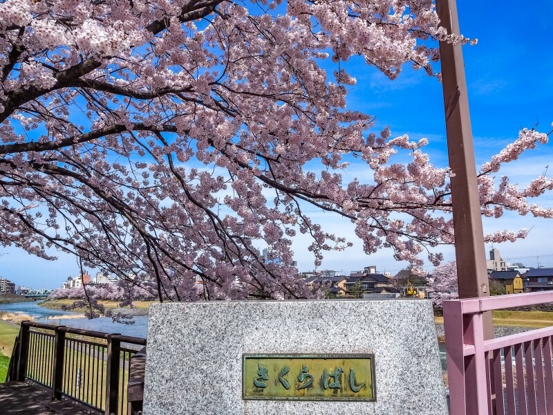 さくらばし＠犀川河川敷