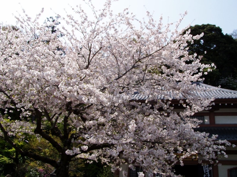 長谷寺のサクラ