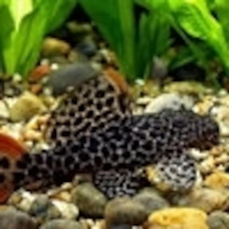 オレンジフィンレオパードトリムプレコ