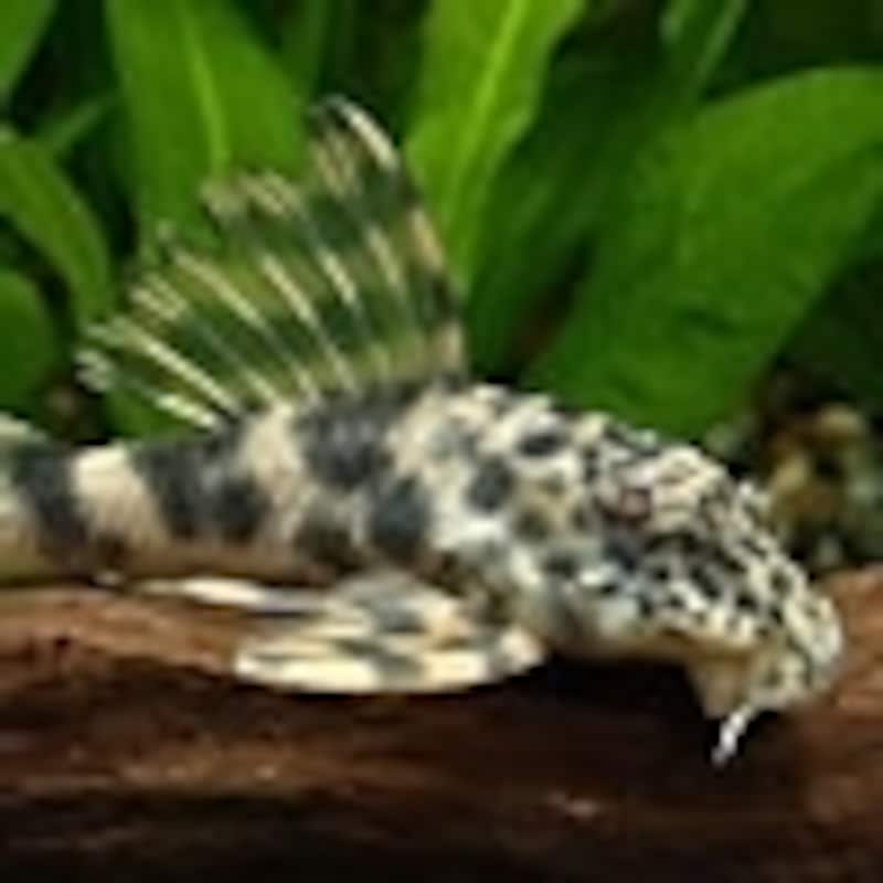 ベネズエラ・スポットタイガープレコ