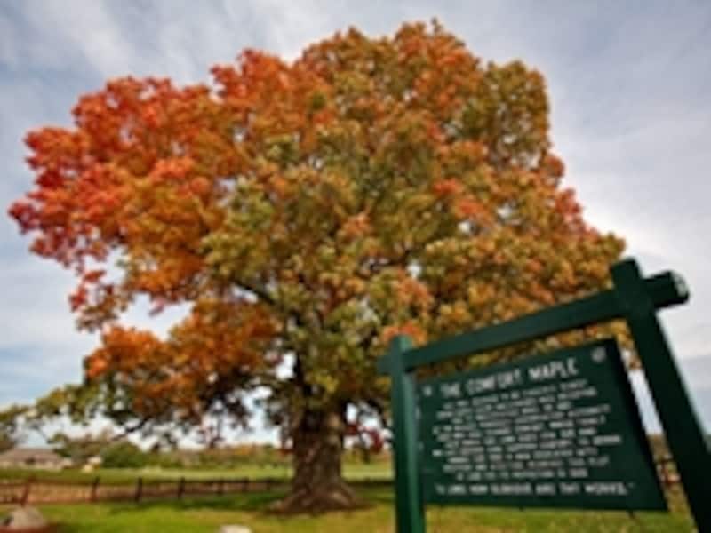 カナダ最古のメープルの木undefined写真提供：オンタリオ州観光局