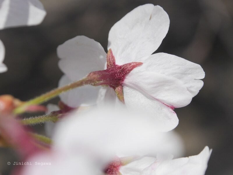 桜の撮影
