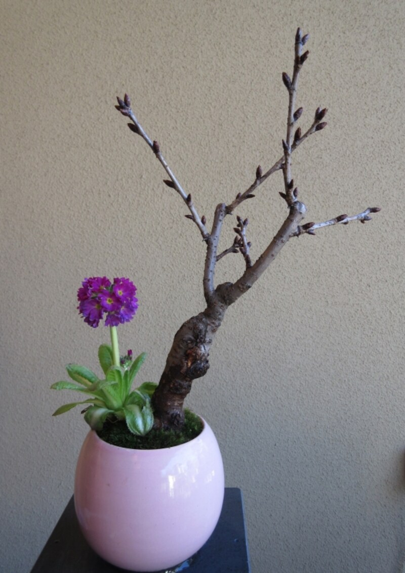 寄せ植え
