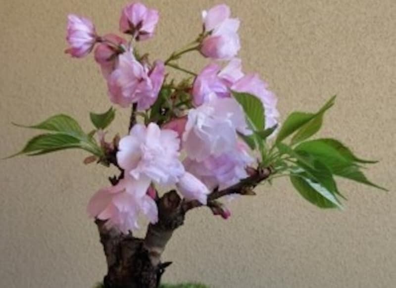 桜の盆栽の作り方