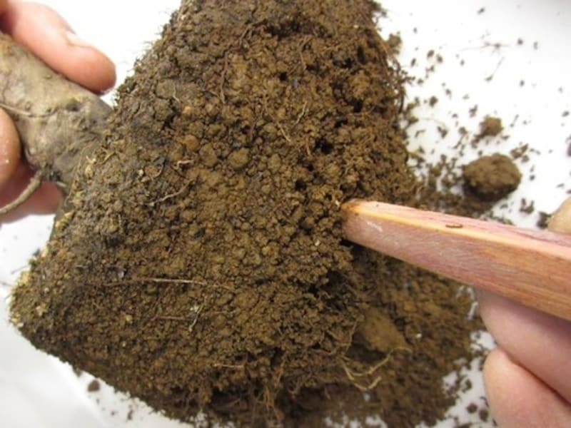 しっかり根ほぐしする