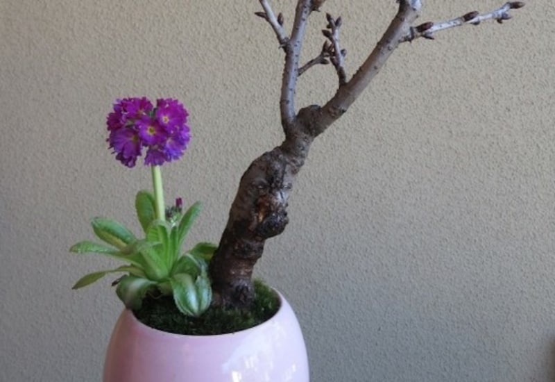 旭山桜と玉咲き桜草の盆栽