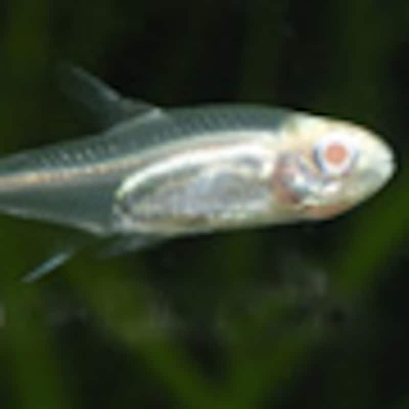 グローライト・テトラ（アルビノ）01