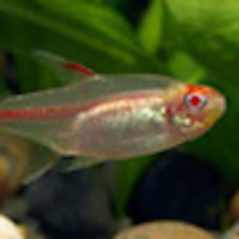 グローライト・テトラ（アルビノ）02