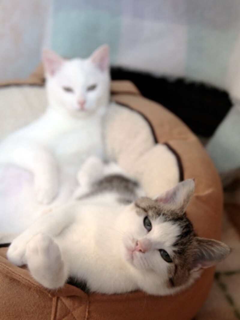 眠りに落ちる寸前
