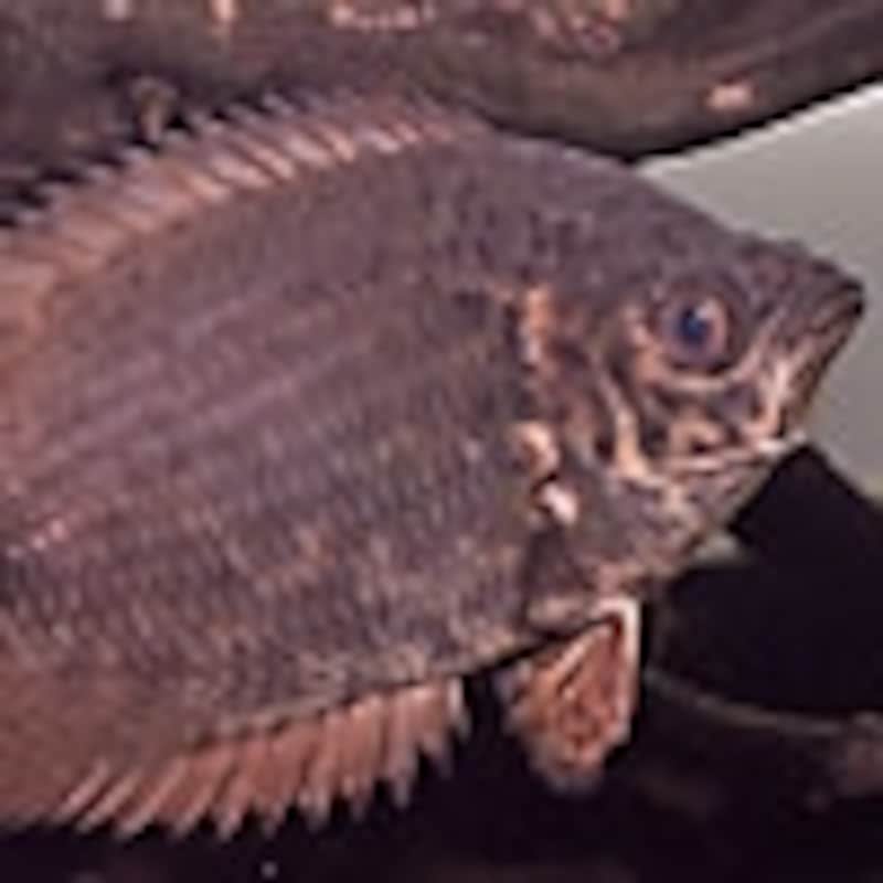 レオパードクテノポマ