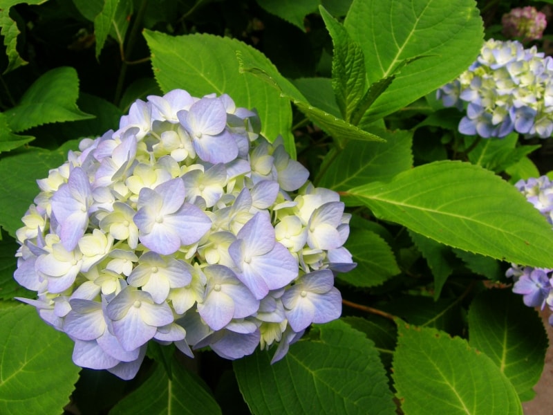 色づき始めのアジサイ