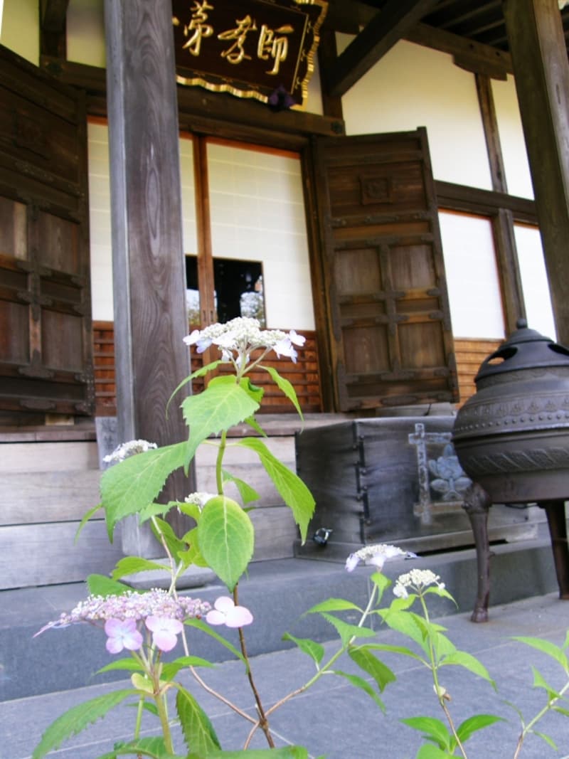 光則寺のヤマアジサイ
