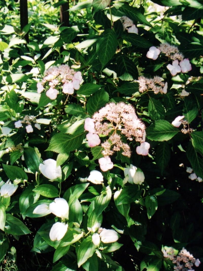 ヤマアジサイとハンゲショウ